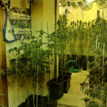plantacion_marihuana_cordoba_editada_01
