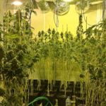 plantacion_marihuana_cordoba_editada_02